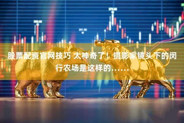 股票配资官网技巧 太神奇了！摄影家镜头下的闵行农场是这样的……